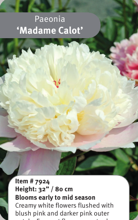 Peony Madame Calot