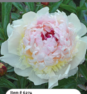 Peony Madame de Verneville