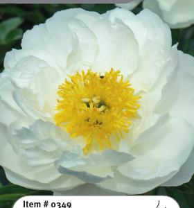 Peony Miss America