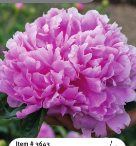 Peony Monsieur Jules Elie
