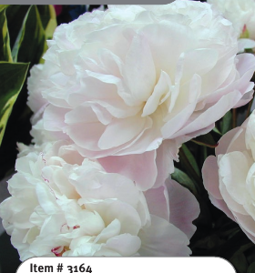 Peony Mother's Choice