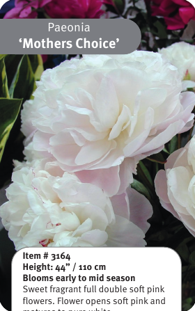 Peony Mother's Choice