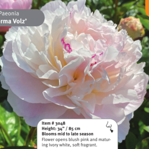 Peony Norma Volz