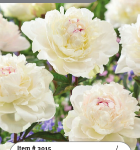 Peony Odile