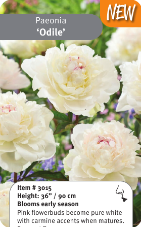 Peony Odile