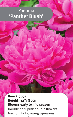 Peony Panther Blush