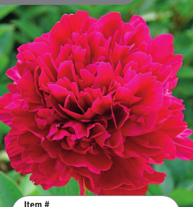 Peony Paul M. Wild