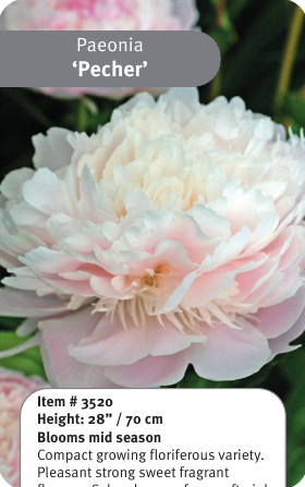 Peony Pecher