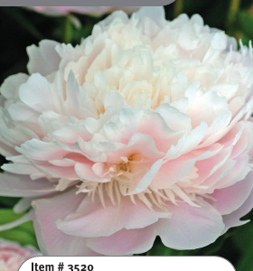 Peony Pecher
