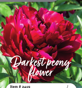 Peony Peter Brand