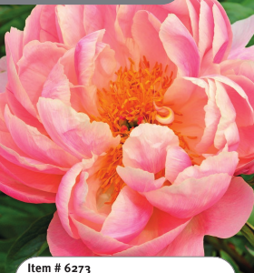Peony Pink Hawaiian Coral