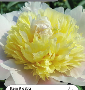 Peony Primevere