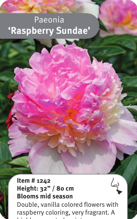 Peony Raspberry Sundae