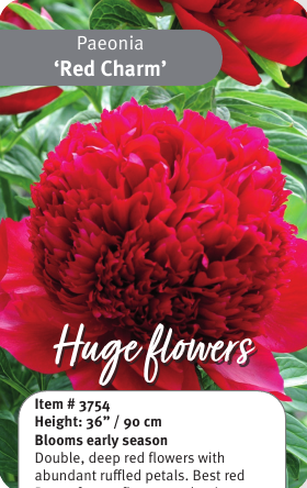 Peony Red Charm