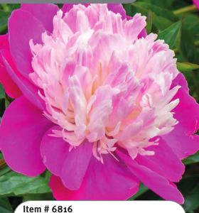 Peony Santa Fe