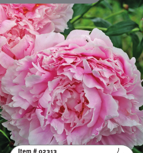 Peony Sarah Bernhardt