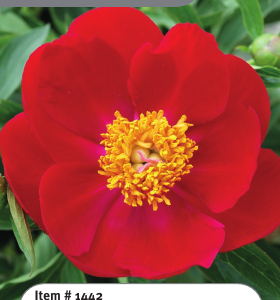 Peony Scarlett O'Hara
