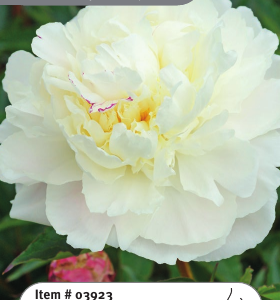 Peony Shirley Temple