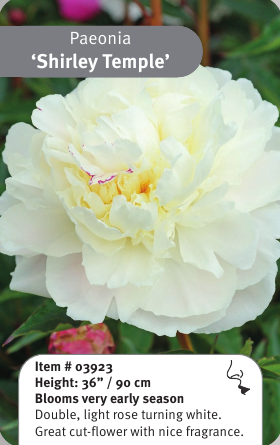 Peony Shirley Temple