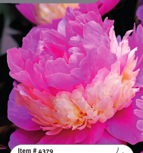 Peony Sorbet