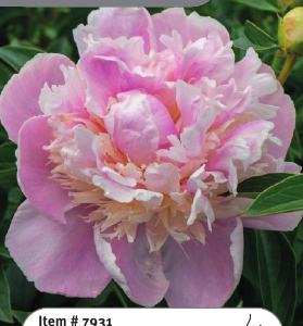 Peony Sweet Sixteen