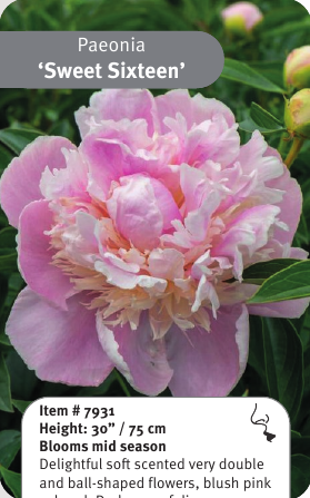 Peony Sweet Sixteen
