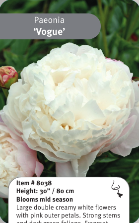 Peony Vogue