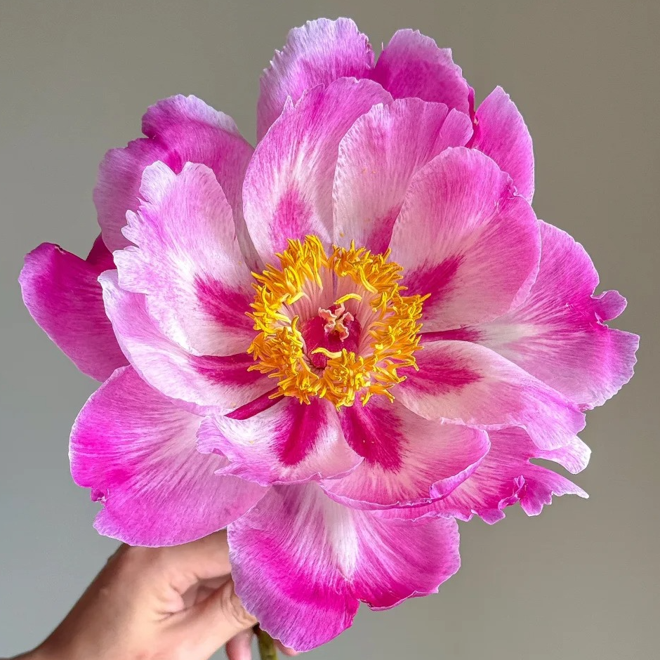 Crimson Lantern (Hong Sha Deng) Rockii Tree Peony