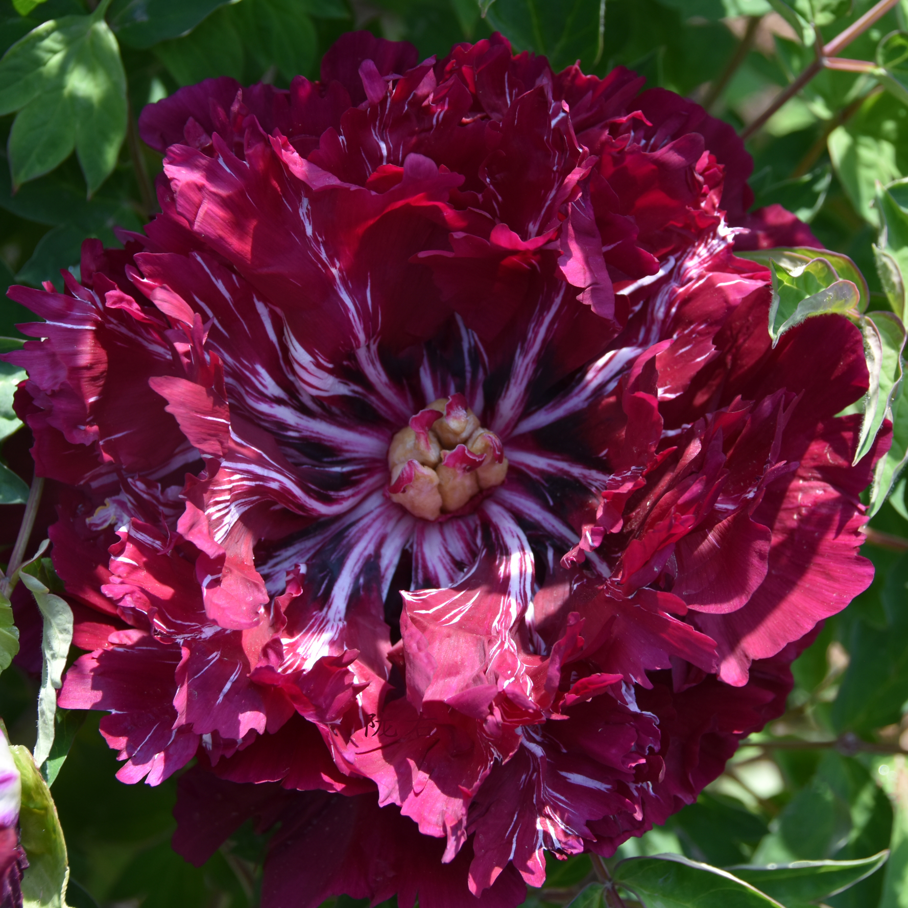 Jade-Winged Obsidian (Mo Guan Yu Chi) Rockii Tree Peony