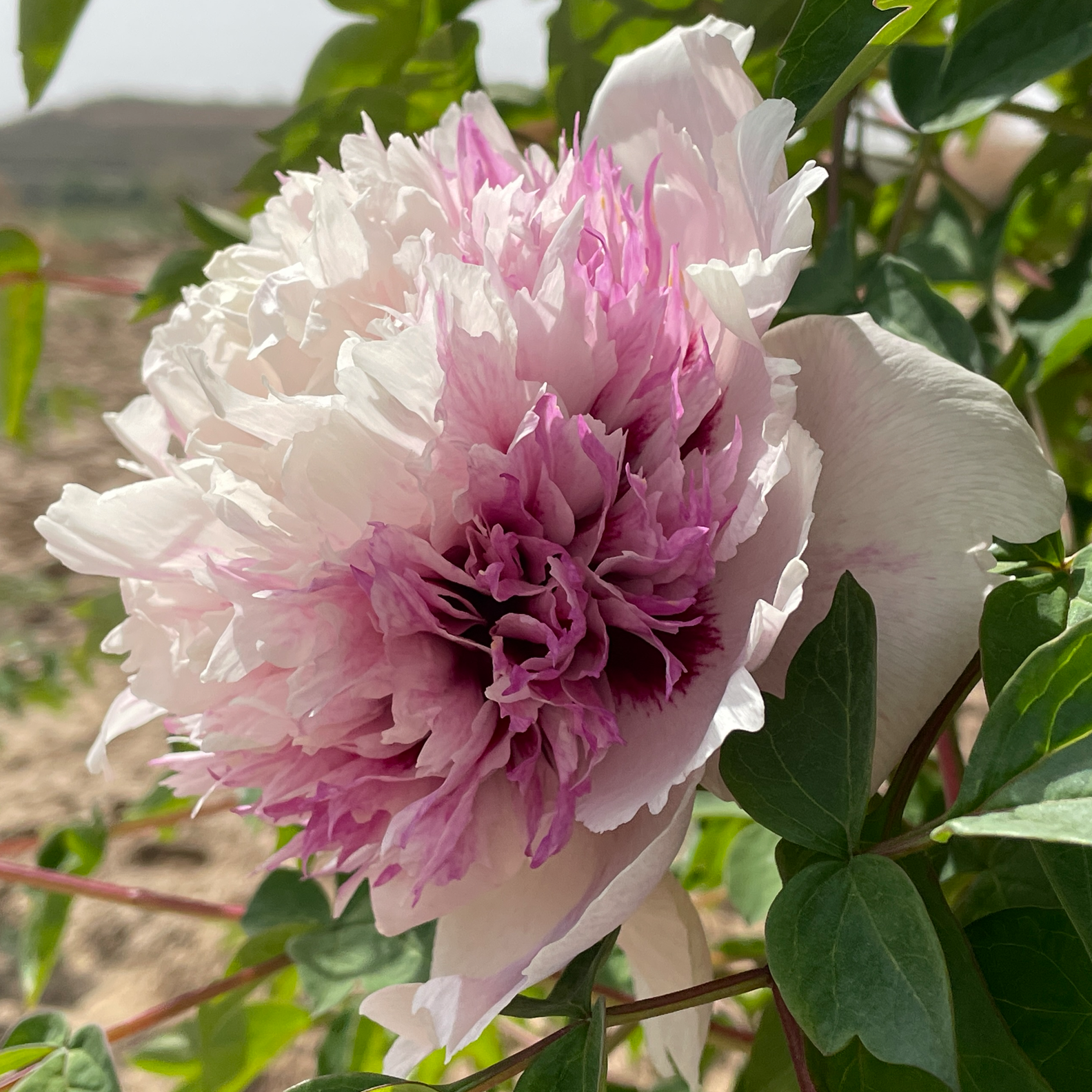 Lavender Whiff (Lan Dai Piao Xiang) Rockii Tree Peony