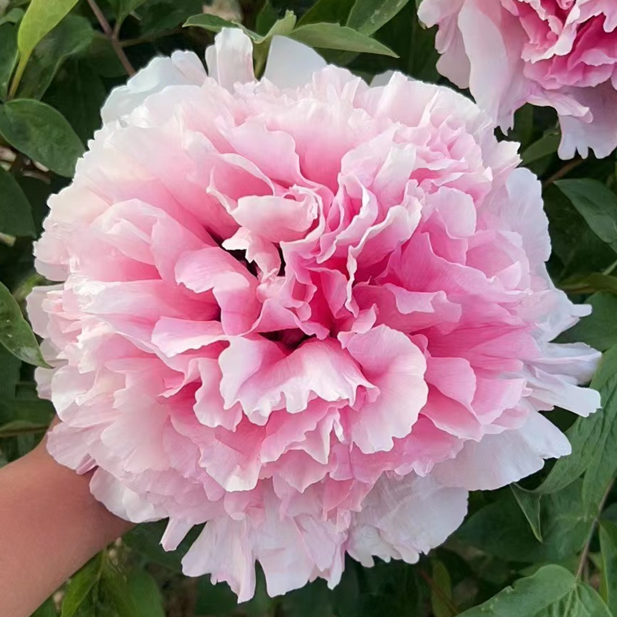 Spring Mist (Su Di Chun Xiao) Rockii Tree Peony