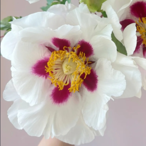 Blushing Snow Lotus (Hong Ban Xue Lian) Rockii Tree Peony