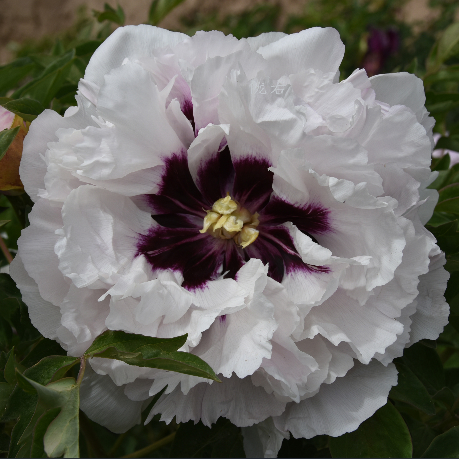 Ivory Flame (Zong Ban Xue Fei) Rockii Tree Peony