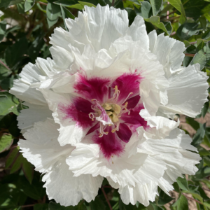 Ruby Heart (Ji Xue Shi) Rockii Tree Peony