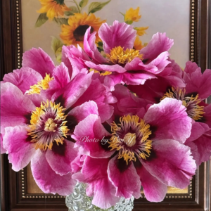 Radiance (Ri Yue Tong Hui) Rockii Tree Peony
