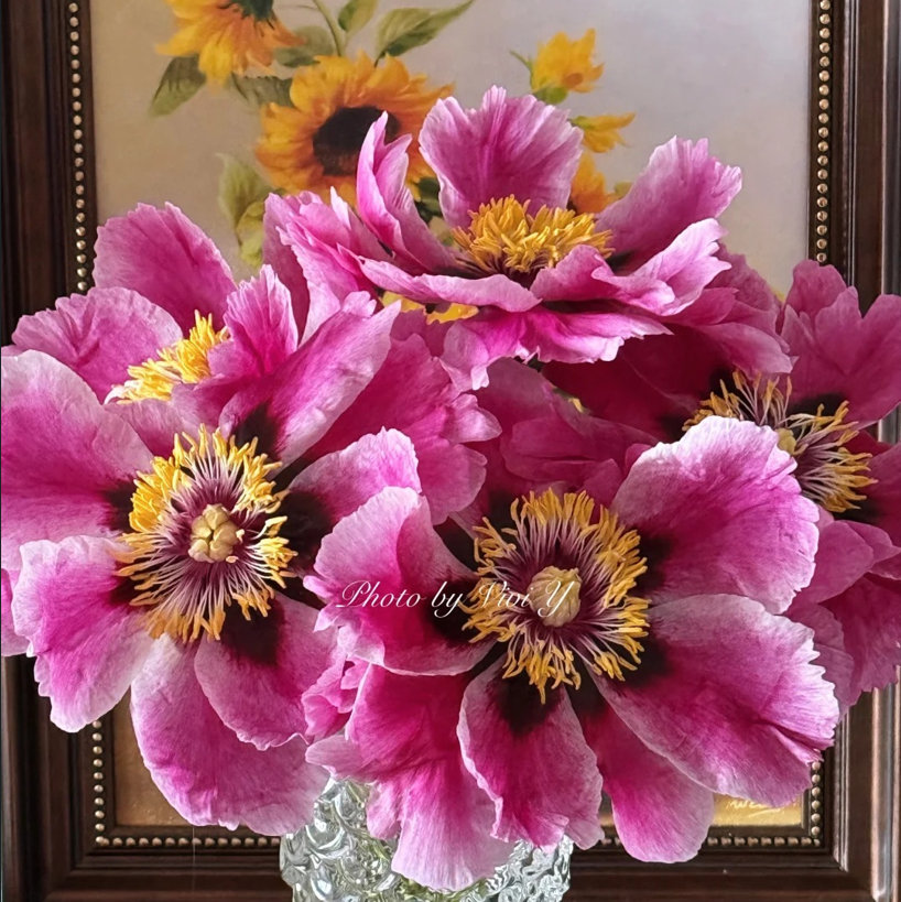 Radiance (Ri Yue Tong Hui) Rockii Tree Peony