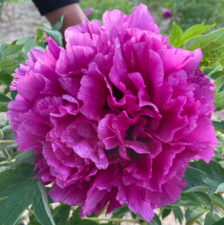 Fragrant Rose (Mei Gui Xiang) Rockii Tree Peony