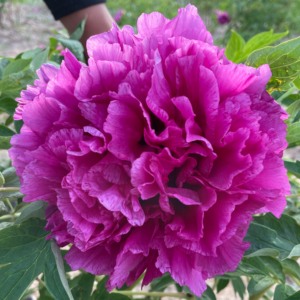 Fragrant Rose (Mei Gui Xiang) Rockii Tree Peony