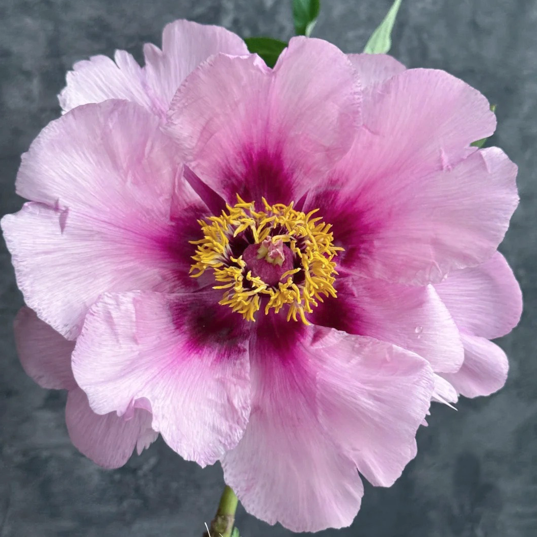 Heavenly Promise (Tao Hua Yuan) Rockii Tree Peony