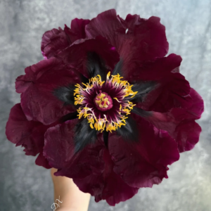 Twilight Chalice (Ye Guang Bei) Rockii Tree Peony