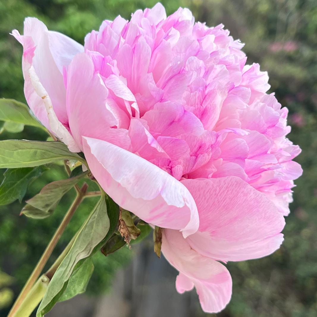 Stripey Skirts (Hong Xian Nu) Rockii Tree Peony