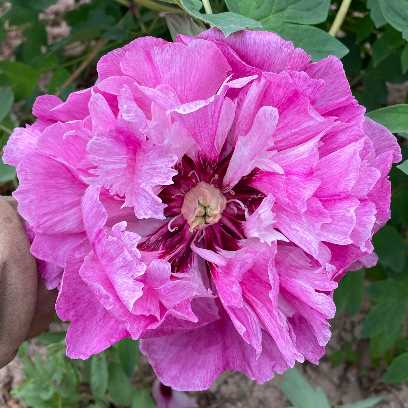 Elegant Adorn (Qiao Zhuang) Rockii Tree Peony