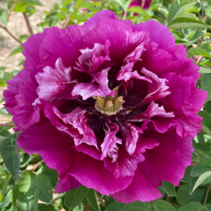 Ruby Surf (Hong Hai Yin Lang) Rockii Tree Peony
