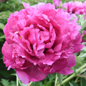 Fuchsia Sunset (Lan Tian Meng) Rockii Tree Peony