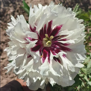 Flaming Phoenix (Huo Feng Huang) Rockii Tree Peony