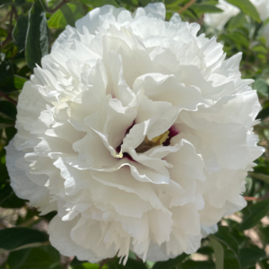 Glacier Tower (Bai Zhang Bing) Rockii Tree Peony