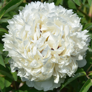 Snow Fragrance (Yu Qiu Xiang) Rockii Tree Peony