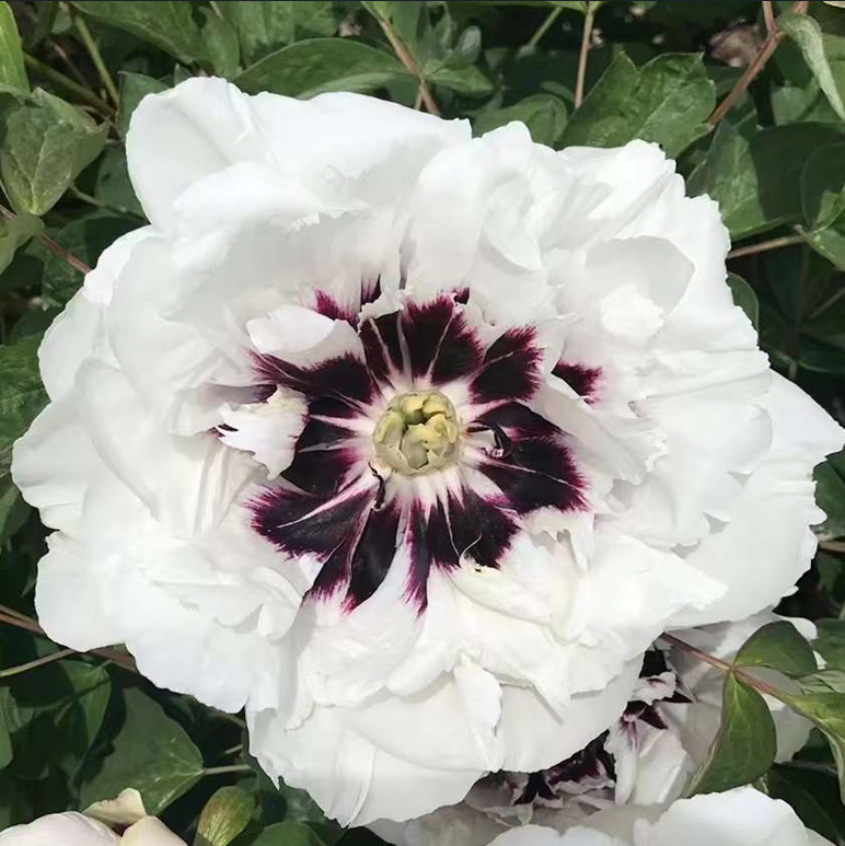Midnight Wonder (Pan Deng) Rockii Tree Peony