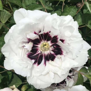 Midnight Wonder (Pan Deng) Rockii Tree Peony