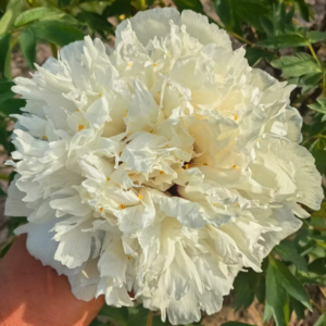 Gold-Tipped Swallowtail (Jin Dian Bai Yan Wei) Rockii Tree Peony